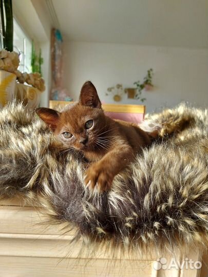 Бурманские котята