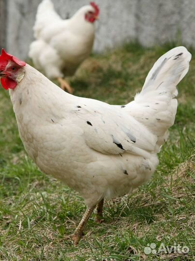 Куры на яйце кемпинг канары