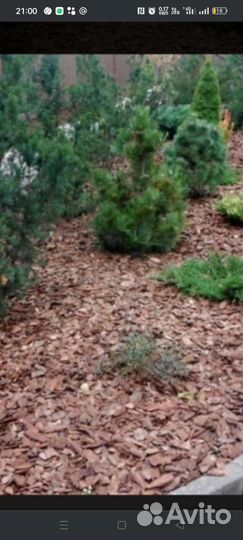 Мульча коры лиственницы