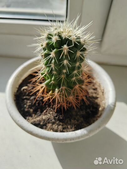 Кактусы детки