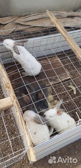 Продам кроликов 3 мес