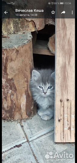 Котёнок дымчатый