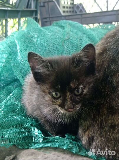 Котята в добрые руки бесплатно