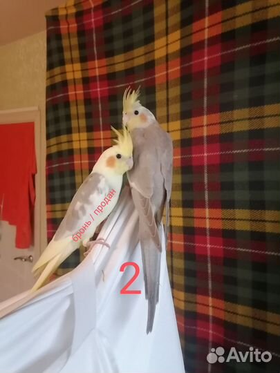 Птенцы попугаев Корелла