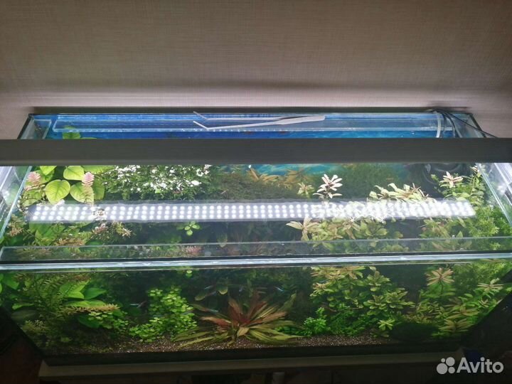 Растения, мхи прополка