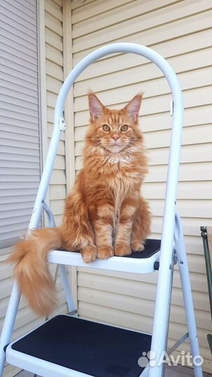 Котёнок мейн-кун