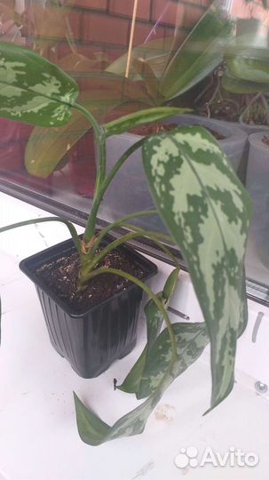 Комнатные цветы