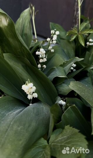 Супер няня (английский/ французский)