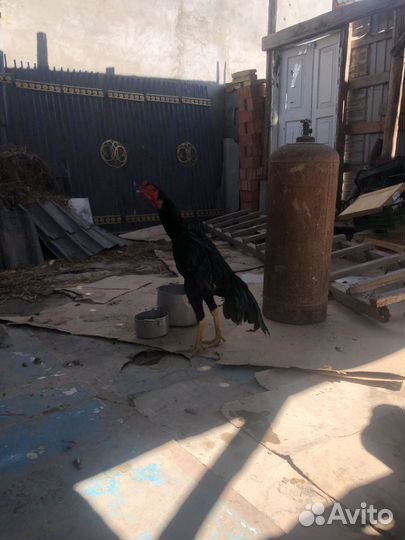 Бойцовский петух