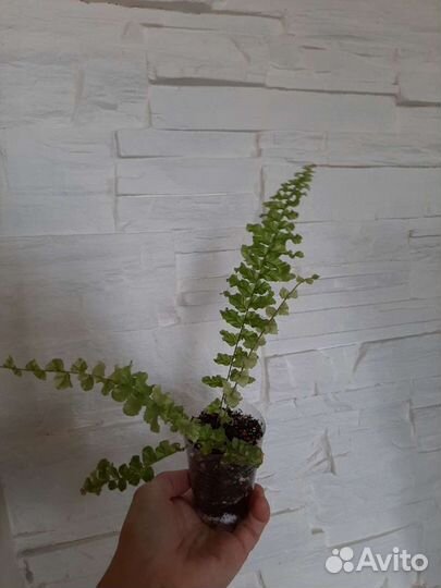 Папоротник вариегатный Дасада