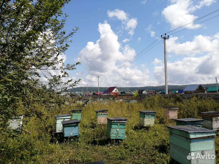 Пасека, ульи, пчелосемьи