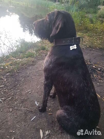 Дратхаар вязка