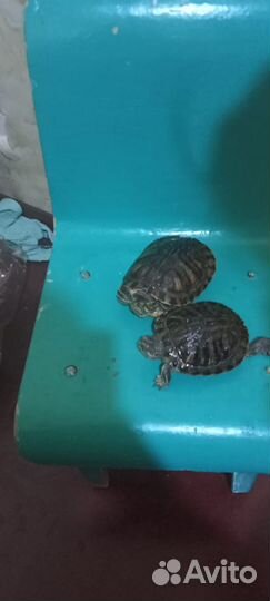Черепаха