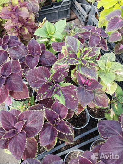 Колеус «Блюме Гиант Экзебишен»