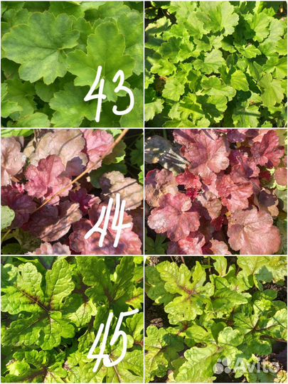 Многолетние цветы для сада