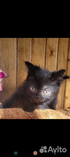 Британские котята