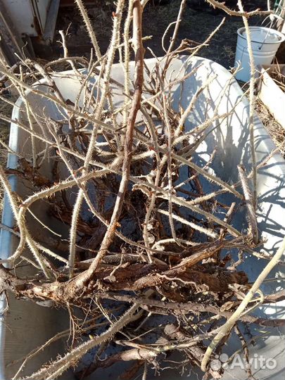 Шиповник рассада