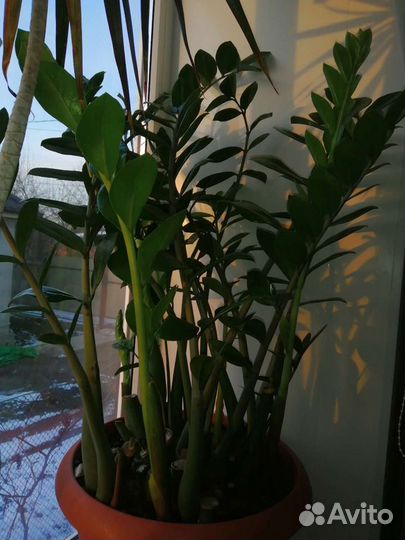 Замиокулькас