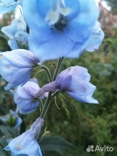 Дельфиниум многолетний