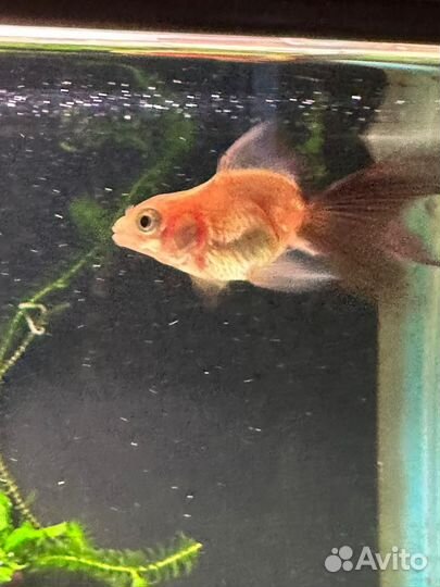 Золотая рыбка