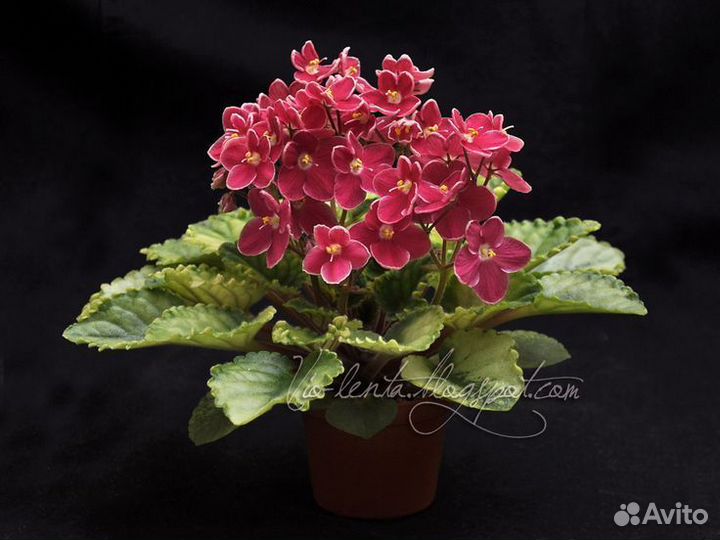 Фиалка Mac's Scorching Sun с бутонами