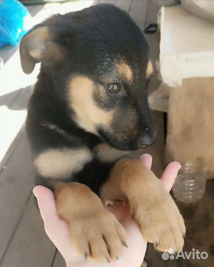 Щенок девочка