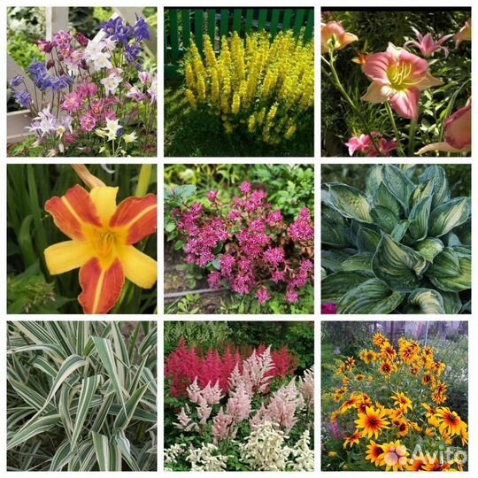 Пион ирисы хоста примула многолетники