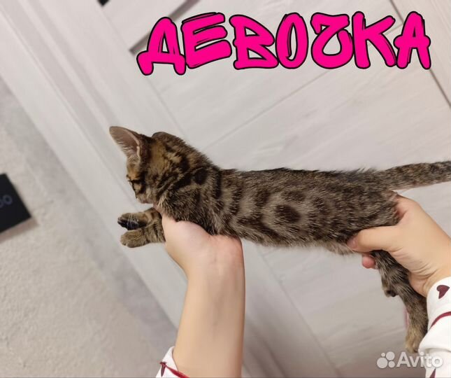 Бенгальские котята