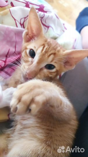 Ориентальные котята