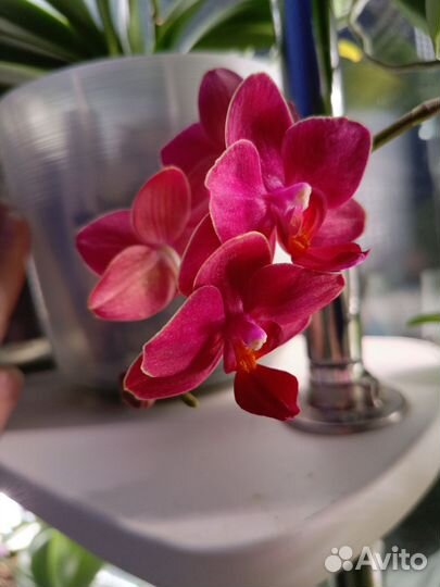 Орхидея фаленопсис мини