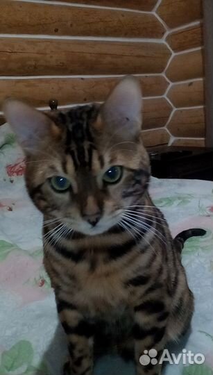 Бенгальский кот вязка