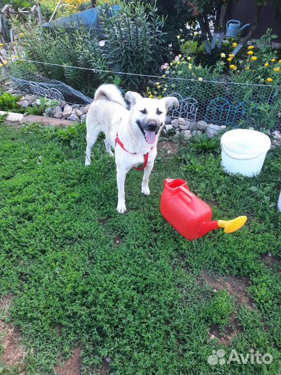 Собака в добрые руки