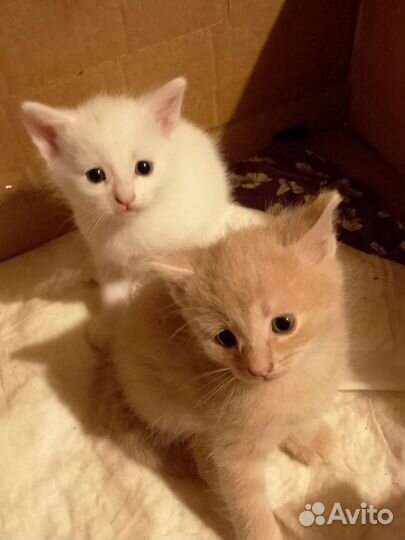 Котята в добрые руки бесплатно