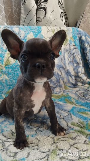 Французский бульдог щннок