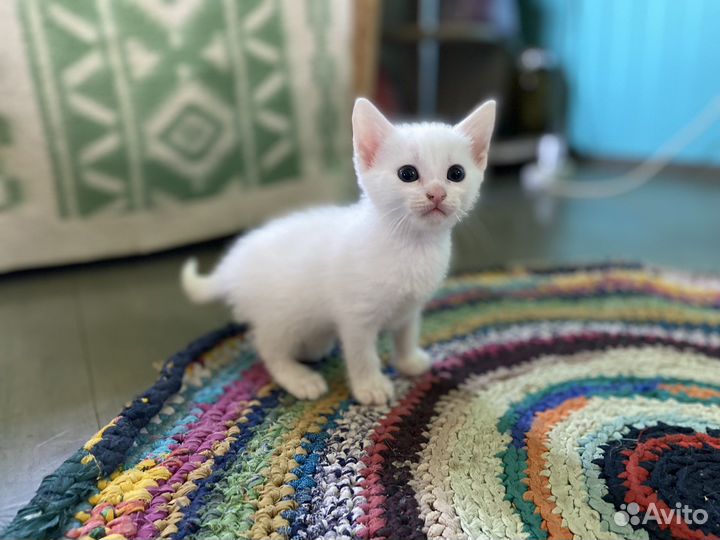 Котенок мальчик белый с серым пятном на голове