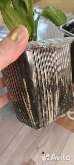 Диффенбахия камила