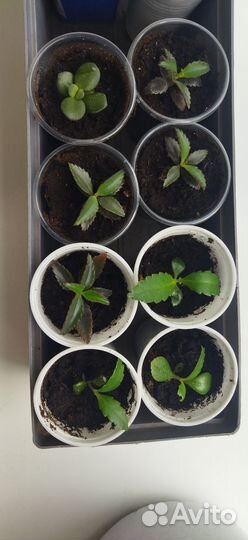 Детки каланхоэ лечебного