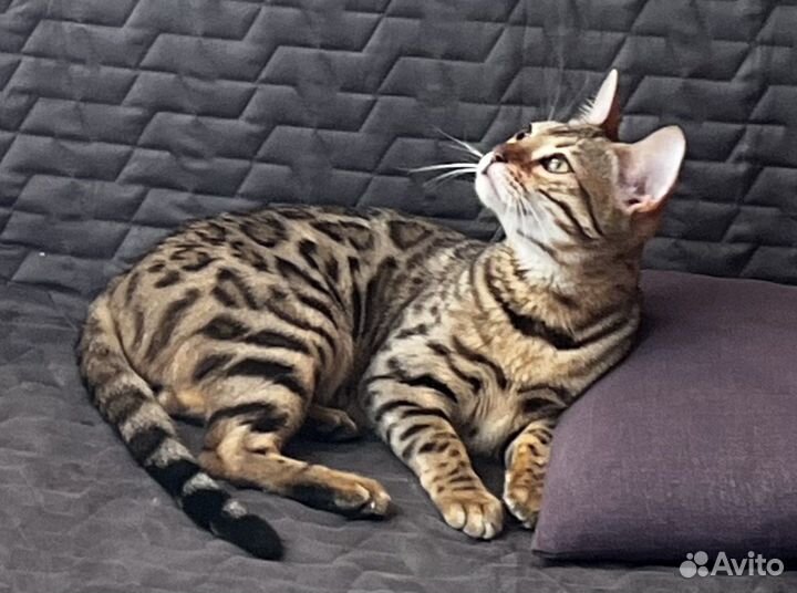 Бенгальская кошка в добрые руки