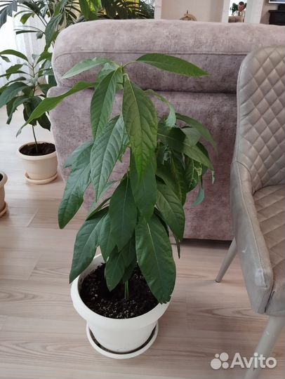 Авокадо растение