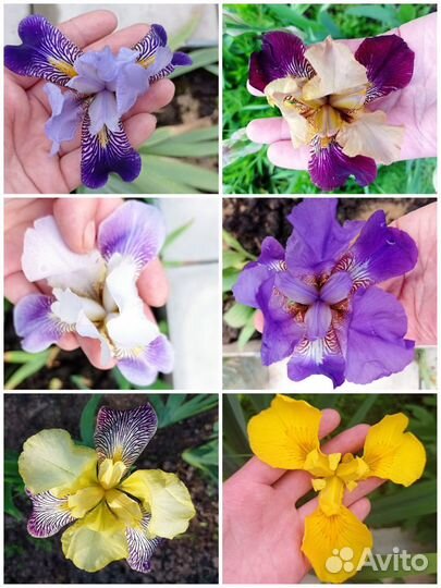 Фиолетовые многолетники