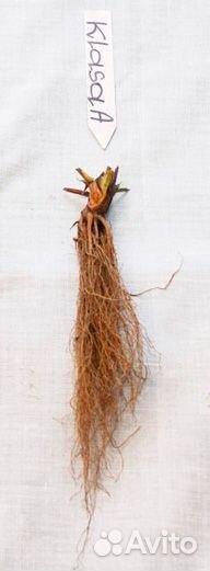 Рассада клубники сорта Сирия и Лималексия