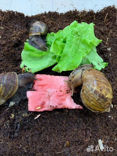 Улитка Ахатин