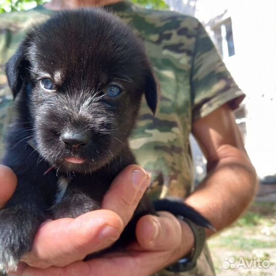 Парень-метис 1 месяц