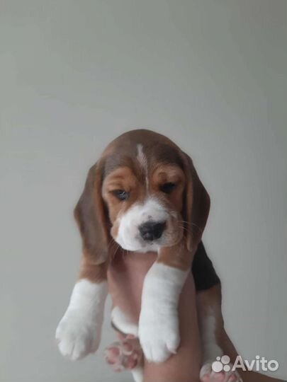 Щенки бигль