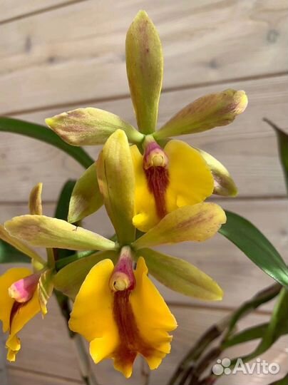Орхидея Epc. Rene Marques x Pot. Free Spirit 