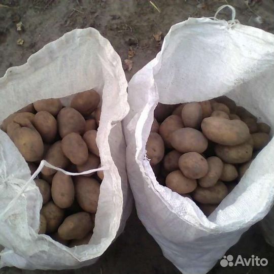 Мешок картошки