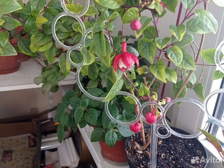 Комнатные растения цветы большие фуксия взросая