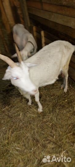 Коза дойная