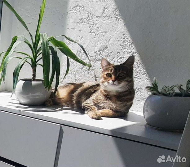 Кошка с котенком