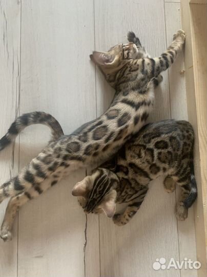 Бенгальские котята